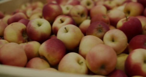 Rode appels in houten kratten, close-up. Fruitopslag in de koelkasthangar — Stockvideo