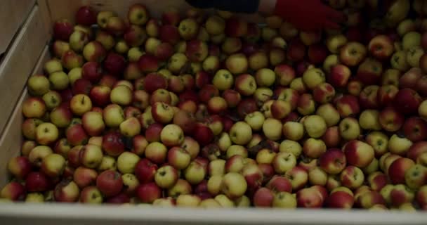 Trabalhadores agrícolas classificar maçãs de caixas de madeira em armazenamento. — Vídeo de Stock