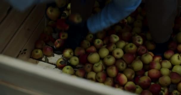 Manzanas frescas cosechadas en un compartimento de almacenamiento, almacén. — Vídeos de Stock