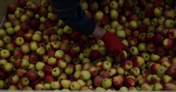 Les travailleurs agricoles trient les pommes des caisses en bois entreposées. — Video