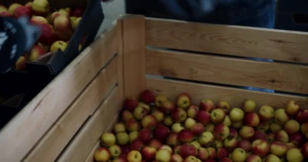 Sok vörös alma a szállításra előkészített dobozokban, gyümölcskivitel. — Stock videók