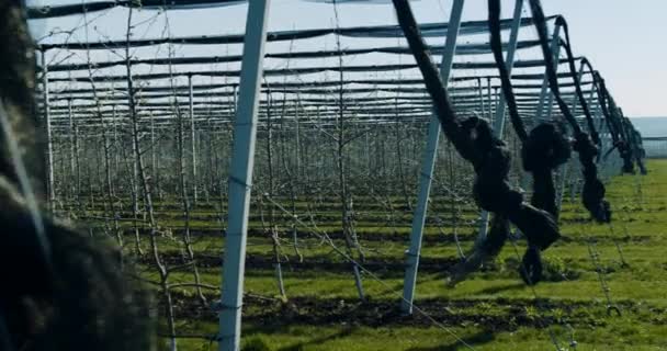 A mezőgazdaság koncepciója nagy és modern almás gyümölcsöskert videózása — Stock videók