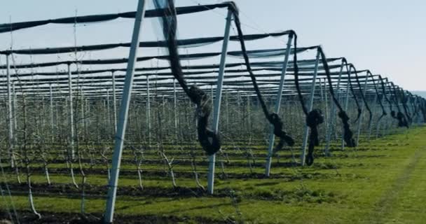 A mezőgazdaság koncepciója nagy és modern almás gyümölcsöskert videózása — Stock videók