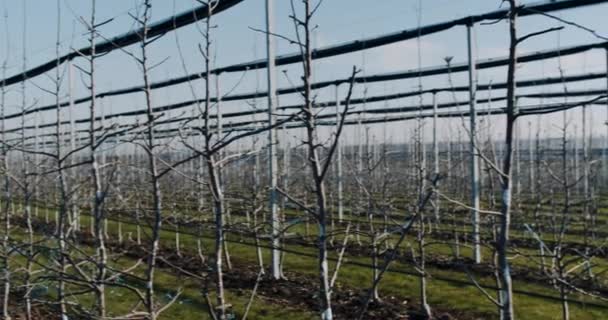 Concept van de landbouw grote en moderne appelboomgaard nemen video. — Stockvideo