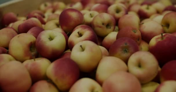 Vörös alma fadobozban, közelkép. Gyümölcstárolás a hűtőhangárban — Stock videók