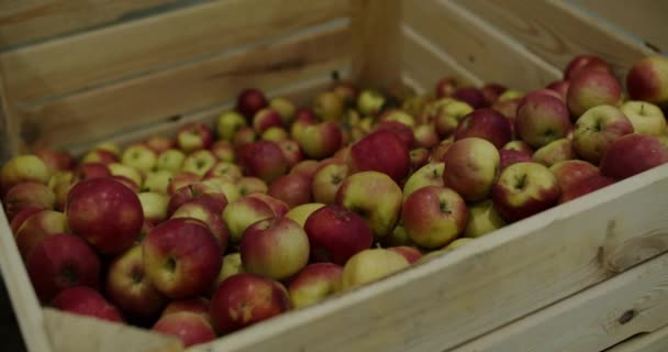Veel rode appels in dozen bereid voor transport, export fruit. — Stockvideo