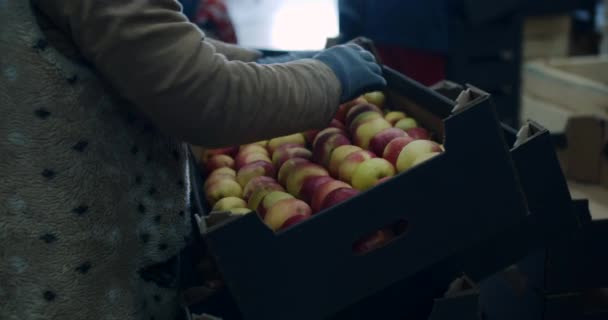 Tarım işçileri depodaki ahşap kasalardan elma ayıklıyorlar.. — Stok video