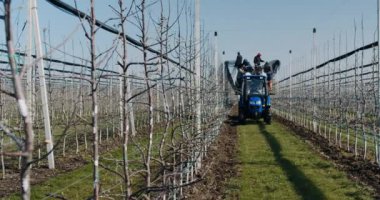 Video alan büyük ve modern elma bahçesi tarım kavramı. 