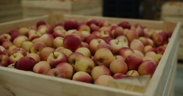 Manzanas rojas en cajas de madera, primer plano. Almacenamiento de frutas en el hangar del refrigerador — Vídeo de stock