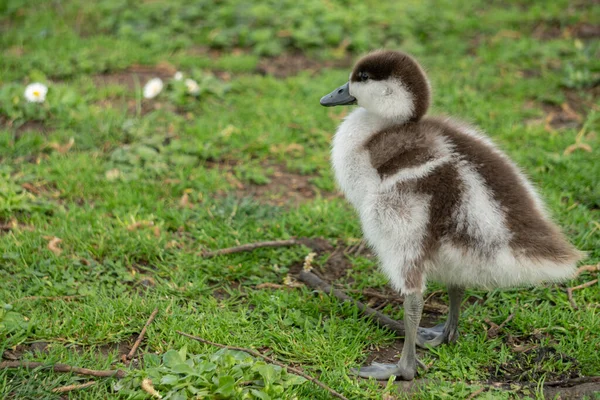 Primer Plano Paradise Shelduck Patito Pie Parque —  Fotos de Stock