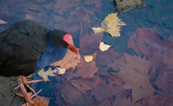 Pukeko Στην Άκρη Της Λίμνης Γεμάτη Από Φύλλα Του Φθινοπώρου — Φωτογραφία Αρχείου