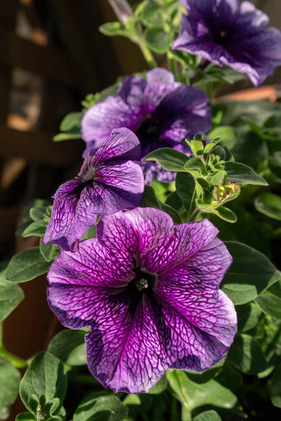 Primer Plano Hermosas Petunias Venas Púrpuras Una Olla Sol — Foto de Stock