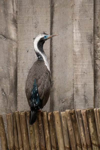 New Zealand Spotted Shag Sitting Fence Copy Space — Stock Photo, Image