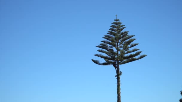 纽西兰奥克兰的诺福克松木的未被发现的植物学家 — 图库视频影像