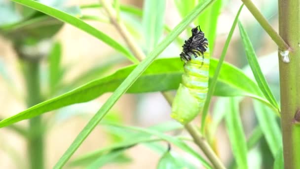 Tempo Lapso Monarch Butterfly Caterpillar Transformando Uma Crisálida — Vídeo de Stock