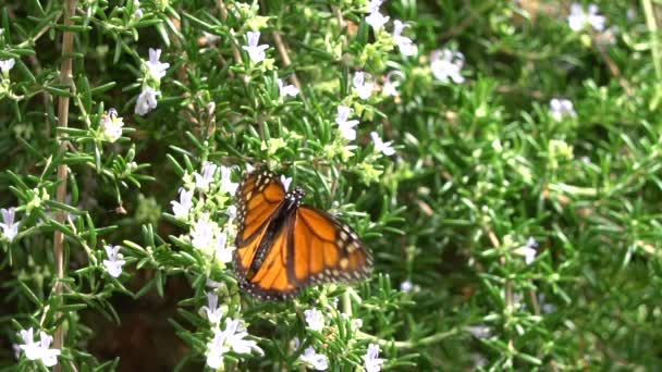 Movimiento Lento Mariposa Monarca Volando Jardín — Vídeos de Stock