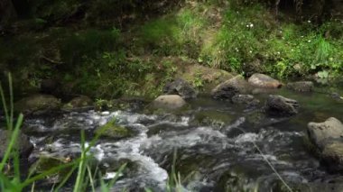Auckland Yeni Zelanda 'daki Oakley Deresi' nde Kayaların Üzerinden Akan Su 