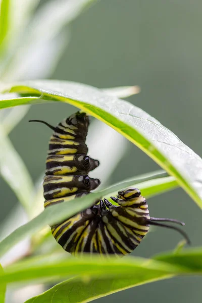 Monarch Butterfly Caterpillar Curling Form Chrysalis Vertical Selective Focus — Foto Stock