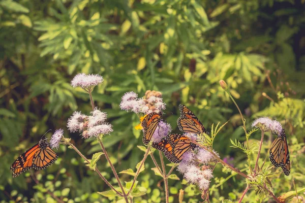 Monarch Butterflies Flowers Garden Copy Space — Foto Stock