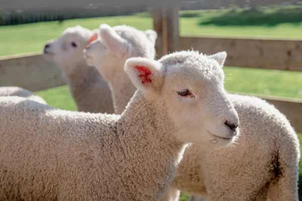 Young Spring Lambs Fence Waiting Feeding Sunny Afternoon Стокове Фото