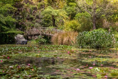 Su Zambakları Gölette, Arkaplanda Tahta Köprü ile Güneşli bir Yaz Öğleden Sonra