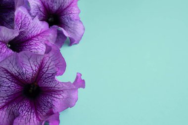 Line of Beautiful Purple Veined Petunias on a Light Turquoise Background with Copy Space