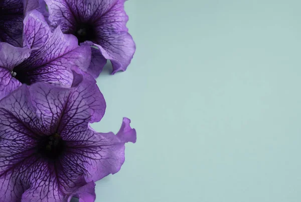 Line of Beautiful Purple Veined Petunias on a Light Turquoise Background with Copy Space