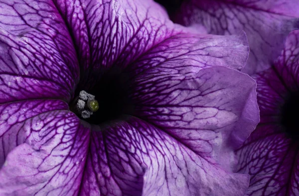 Extreme Close-Up of Beautiful Purple Veined Petunia 