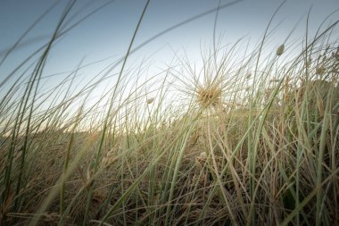 Spinifex Kıyı Çimenlerinin Yaprakların Seçici Odaklanmasından Bakış Görüntüsü