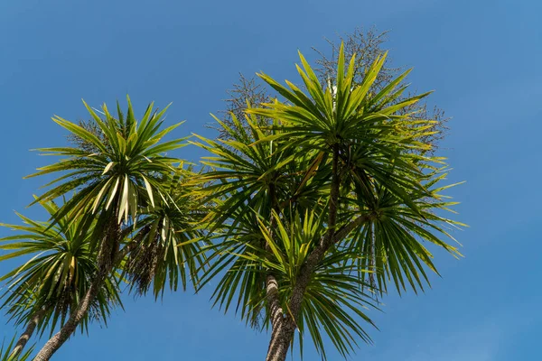 Looking Cabbage Tree Blue Sky New Zealand — Stock Photo, Image