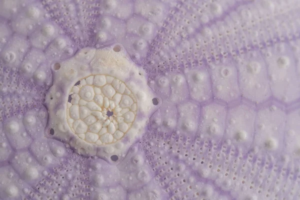 Close-Up of a Purple Sea Urchin Shell with Selective Focus