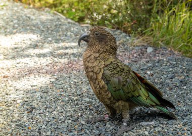 Yeni Zelanda Kea, Yeni Zelanda 'nın güney adasındaki Fiordland Ulusal Parkı' nda yol kenarında.