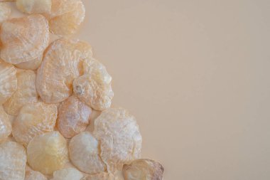 Yukarıdan Kopya Boşluğu ile Parlak Altın İstiridye Kabukları Koleksiyonu