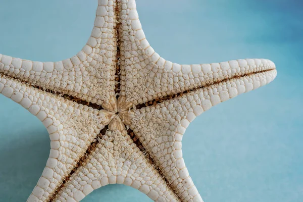 Close Fossilised Starfish Fundo Azul Com Espaço Cópia — Fotografia de Stock