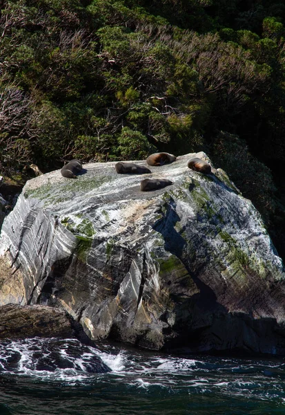 Sellos Seal Rock Milford Sound Fiordland National Park Nueva Zelanda — Foto de Stock