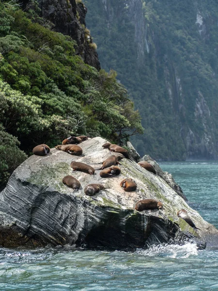 Milford Sound Tfaiyesi Ulusal Parkı Ndaki Seal Rock Foklar Güneşli — Stok fotoğraf