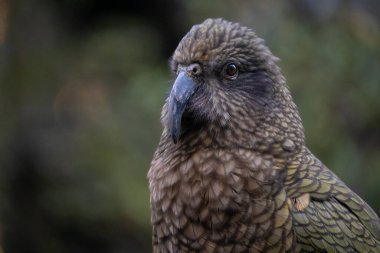 Close-Up Portrait of a New Zealand Mountain Kea, Selective Focus 