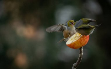 Two Silvereye Birds Fighting over Apple in the Garden with Selective Focus and Copy Space