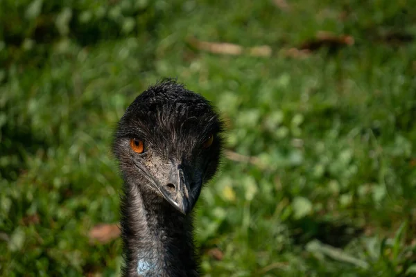 Close Emu Head Grassy Field Selective Focus Copy Space — ストック写真
