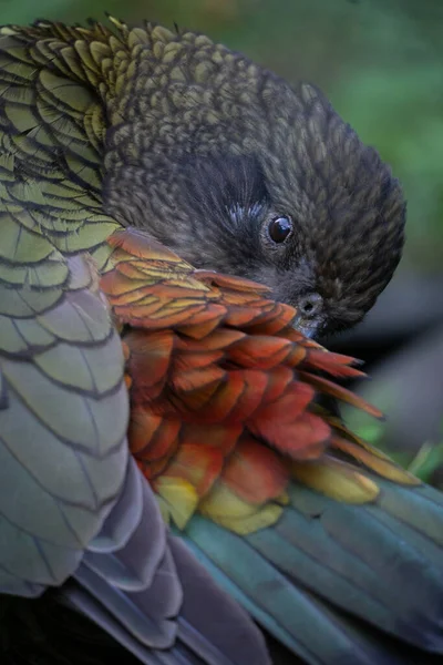 Close New Zealand Mountain Kea Feathers Preens Selective Focus — Stock fotografie