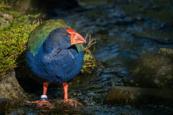 New Zealand Takahe Standing in the River in the Sunshine on a Sunny Morning, Selective Focus with Copy Space