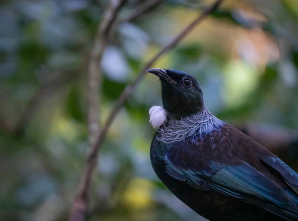 Close New Zealand Tui Forest Selective Focus Copy Space — Stock Photo, Image
