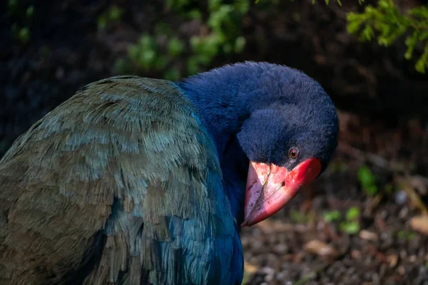 Close New Zealand Takahe Preening Morning Light Selective Focus — Foto de Stock