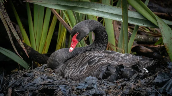 Black Swan Nesting Park Auckland New Zealand Spring Time — Stockfoto