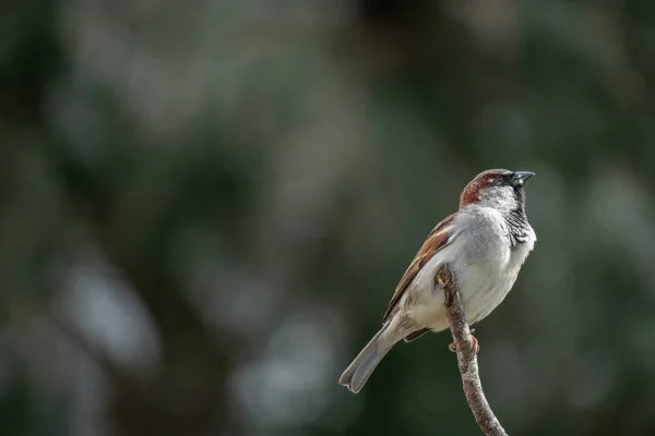 Common House Sparrow Perching Branch Winters Day Selective Focus Copy — Photo