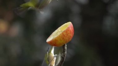 Slow Motion of Silvereye Songbirds Eating Apple on a Branch in Winter