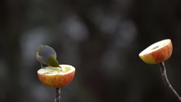 Silvereye Songbirds Eating Apple Branch Winter — ストック動画