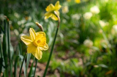 Daffodils in a Field in the Early Morning Sunshine of Spring, Selective Focus with Copy Space
