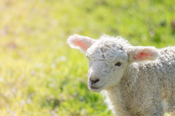 Closeup Portrait of a Spring Lamb on a Sunny Morning with Copy Space