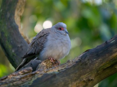 Diamond Dove Perched on the Branch of a Tree with Selective Focus and Copy Space